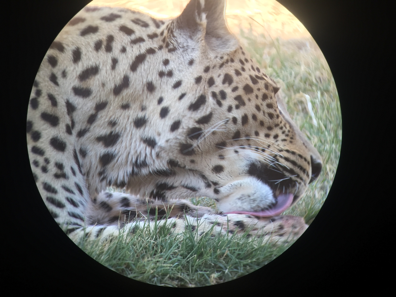 [9206] 2016_06_23_15_30_40_Africa_iPhone_6_IMG_7893_00478.jpg