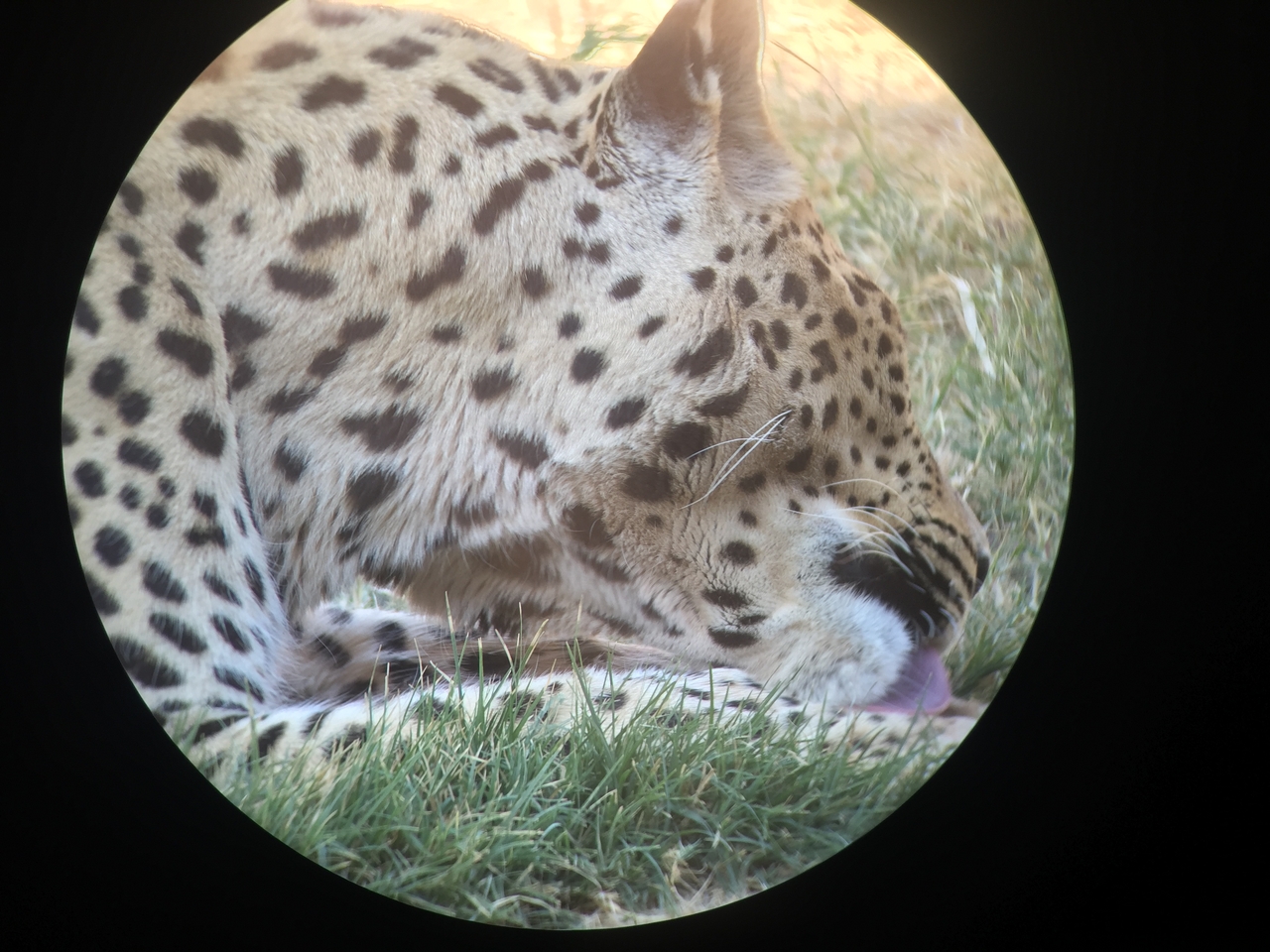 [9213] 2016_06_23_15_30_56_Africa_iPhone_6_IMG_7896_02822.jpg