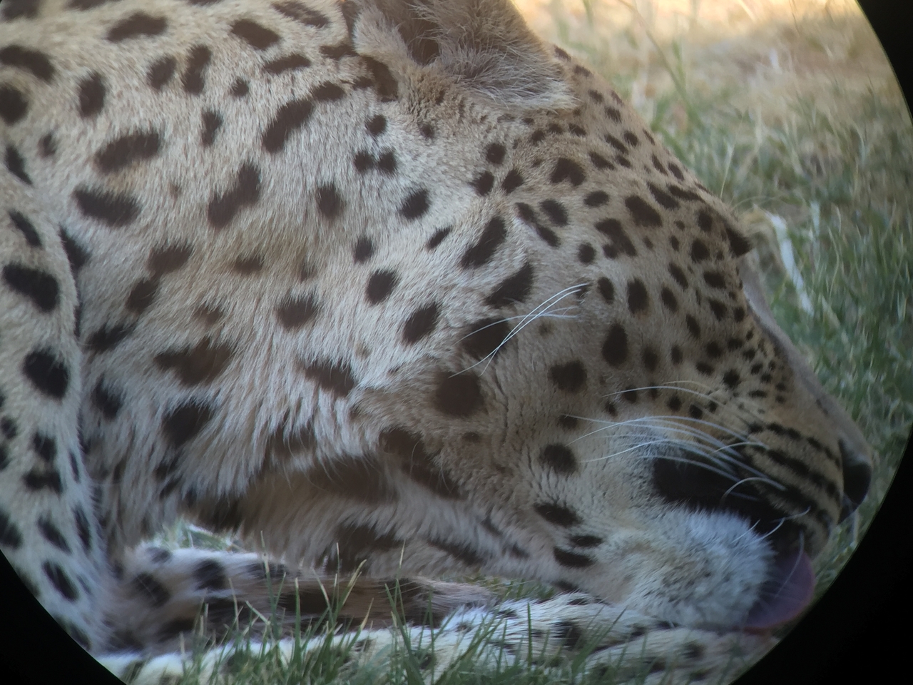 [9216] 2016_06_23_15_31_08_Africa_iPhone_6_IMG_7898_00483.jpg