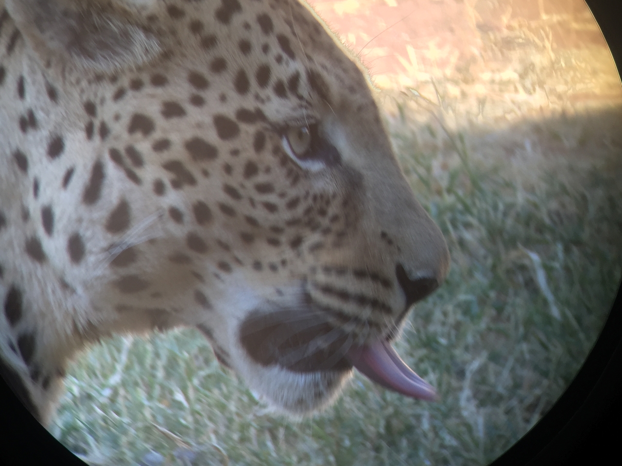 [9220] 2016_06_23_15_31_14_Africa_iPhone_6_IMG_7900_00485.jpg