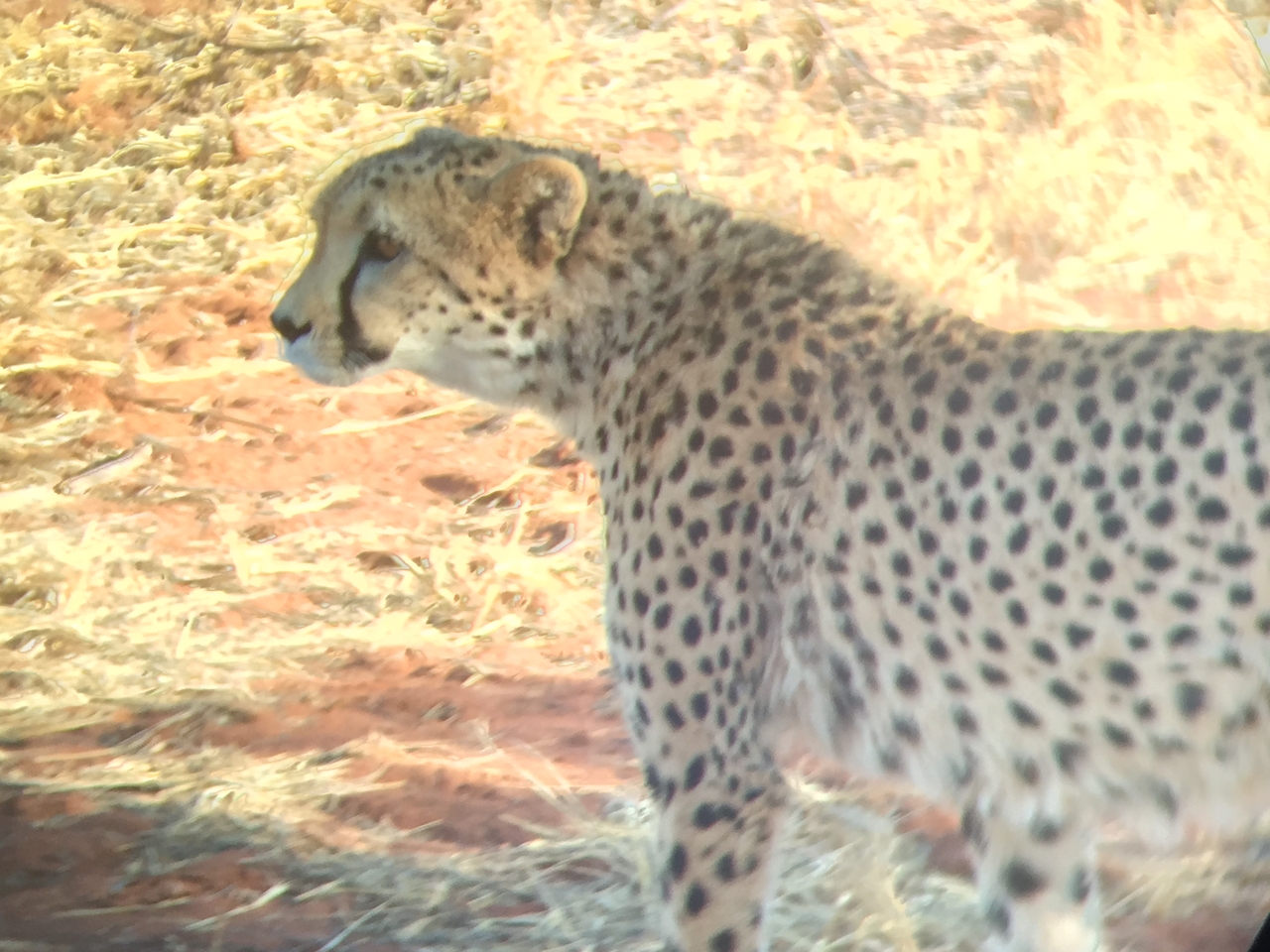 [9231] 2016_06_23_15_44_43_Africa_iPhone_6_IMG_7906_02831.jpg