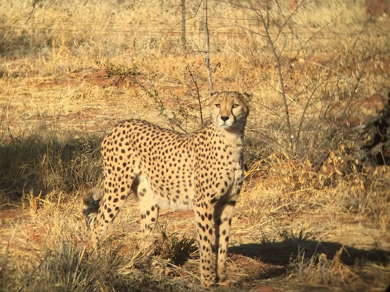 [9240] 2016_06_23_15_49_40_Africa_iPhone_6_IMG_7911_00495.jpg