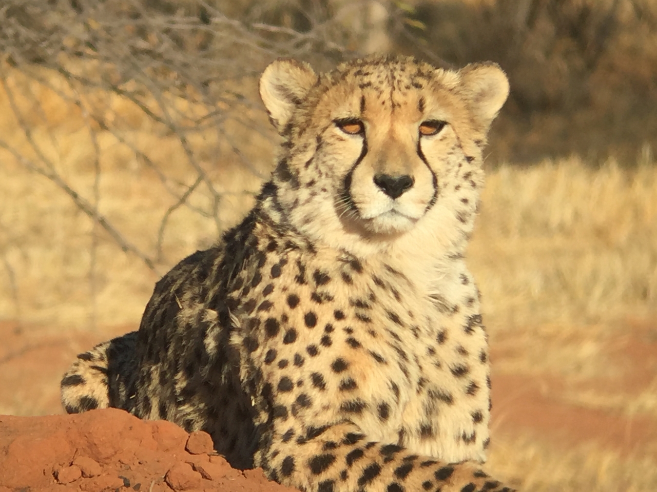 [9261] 2016_06_23_15_53_14_Africa_iPhone_6_IMG_7922_02846.jpg