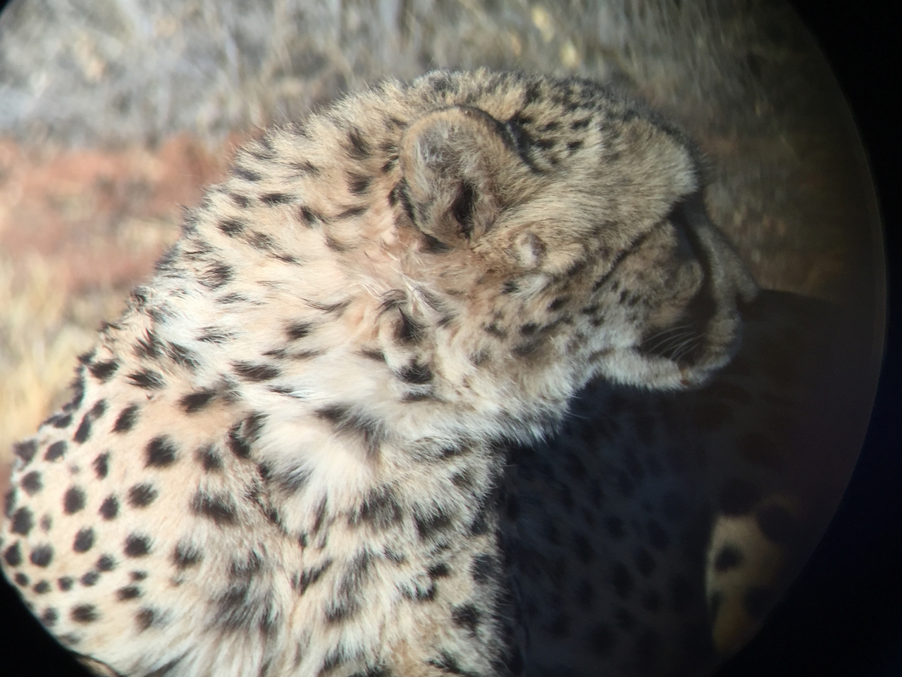 [9331] 2016_06_23_16_13_36_Africa_iPhone_6_IMG_7958_02881.jpg