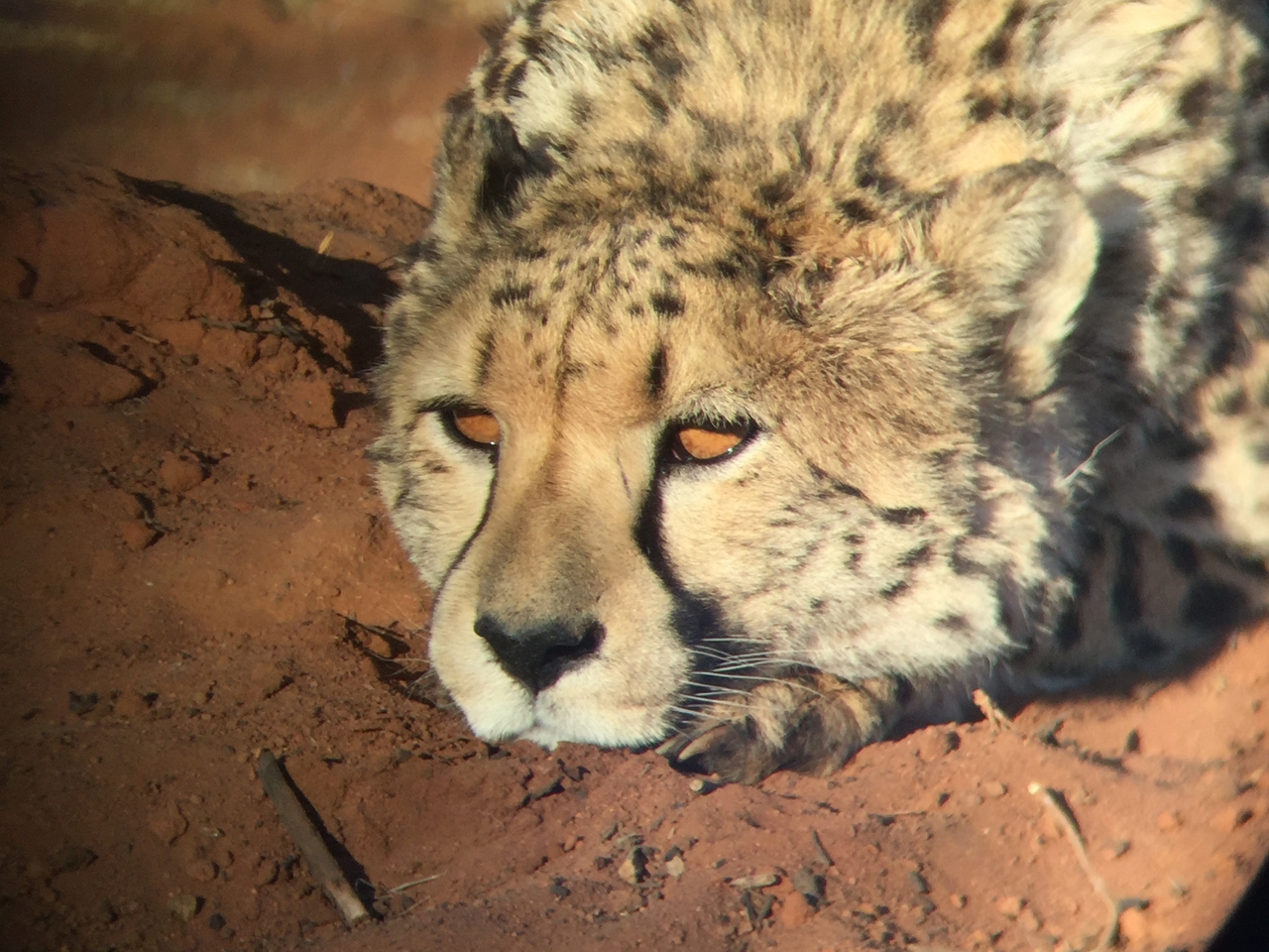 [9339] 2016_06_23_16_13_53_Africa_iPhone_6_IMG_7962_02885.jpg