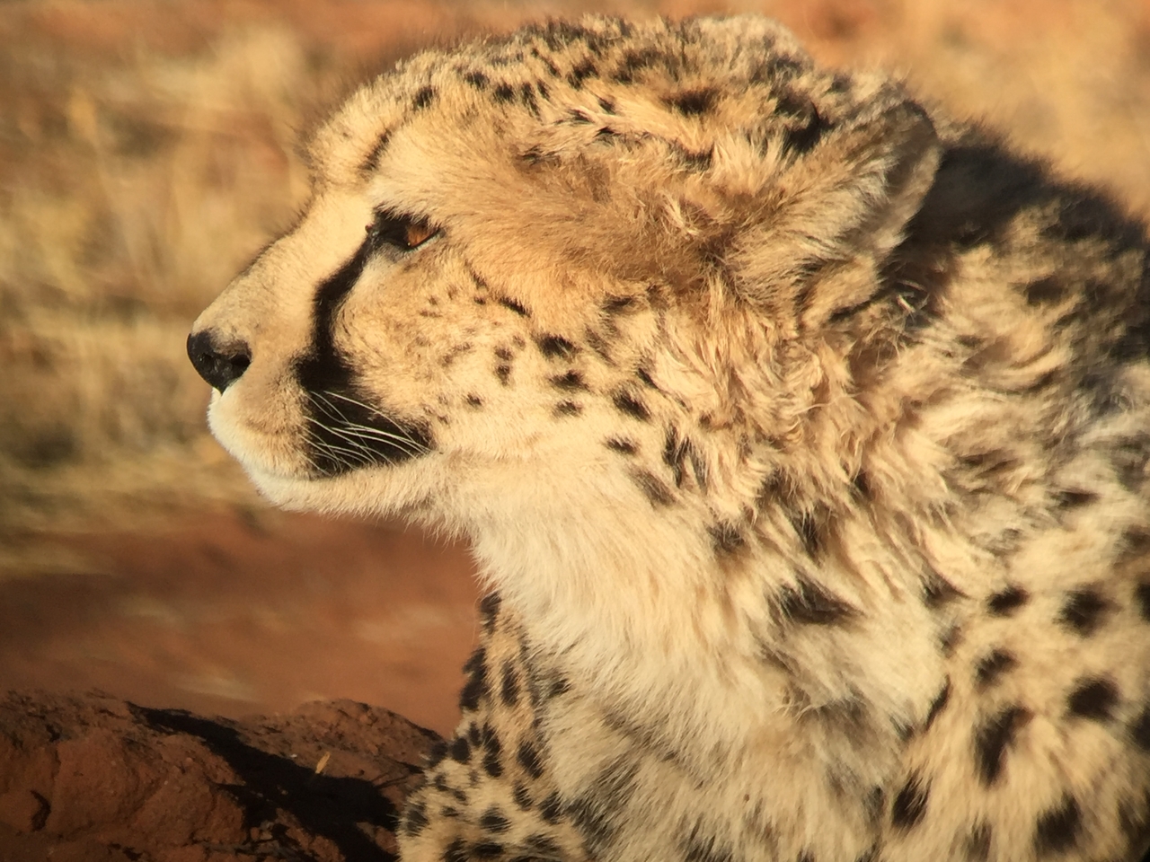 [9350] 2016_06_23_16_14_30_Africa_iPhone_6_IMG_7967_00549.jpg