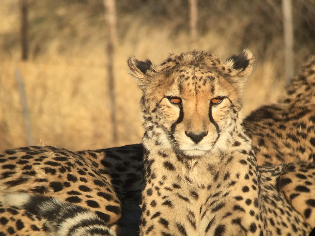 [9390] 2016_06_23_16_21_26_Africa_iPhone_6_IMG_7980_02903.jpg