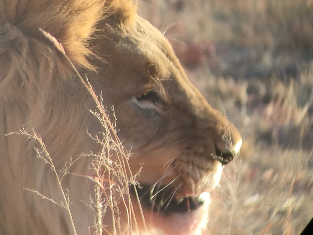 [9410] 2016_06_23_16_41_10_Africa_iPhone_6_IMG_7991_02913.jpg