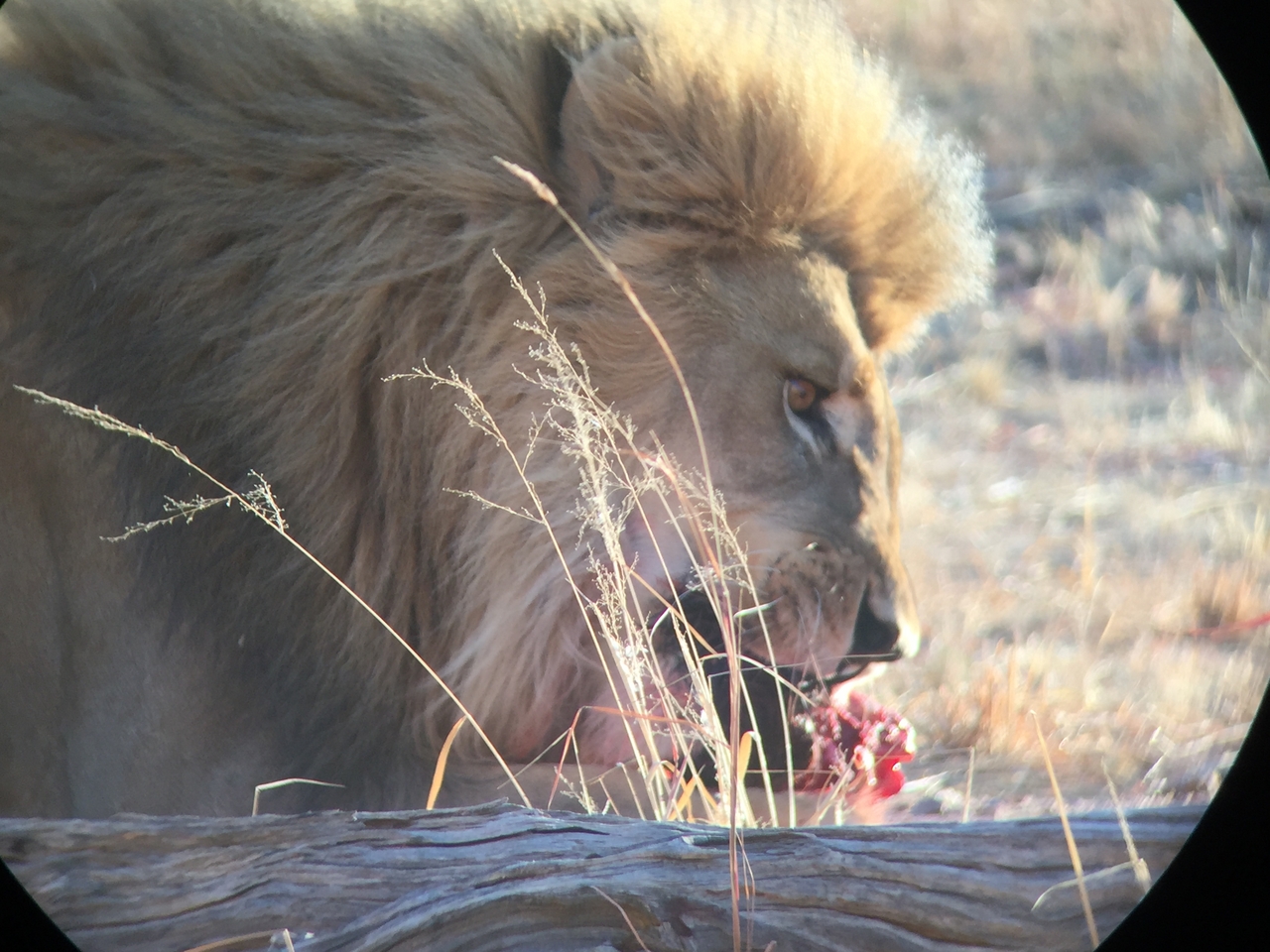 [9419] 2016_06_23_16_41_52_Africa_iPhone_6_IMG_7996_00577.jpg