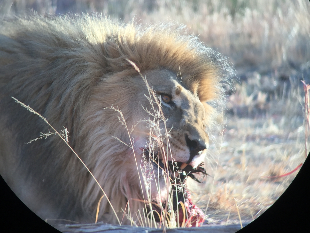 [9424] 2016_06_23_16_42_23_Africa_iPhone_6_IMG_7998_02920.jpg