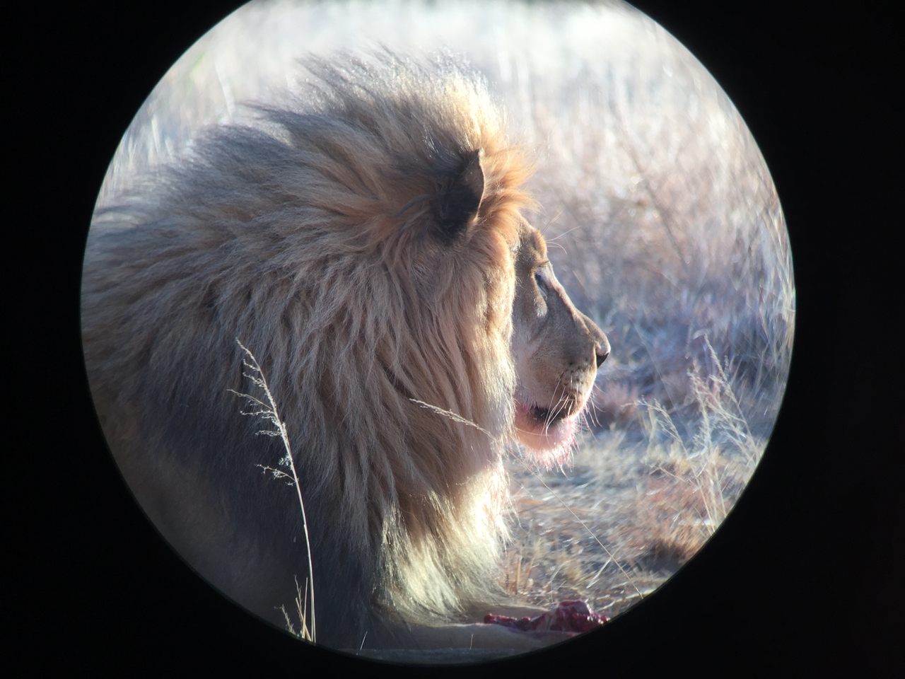 [9431] 2016_06_23_16_45_33_Africa_iPhone_6_IMG_8003_00585.jpg