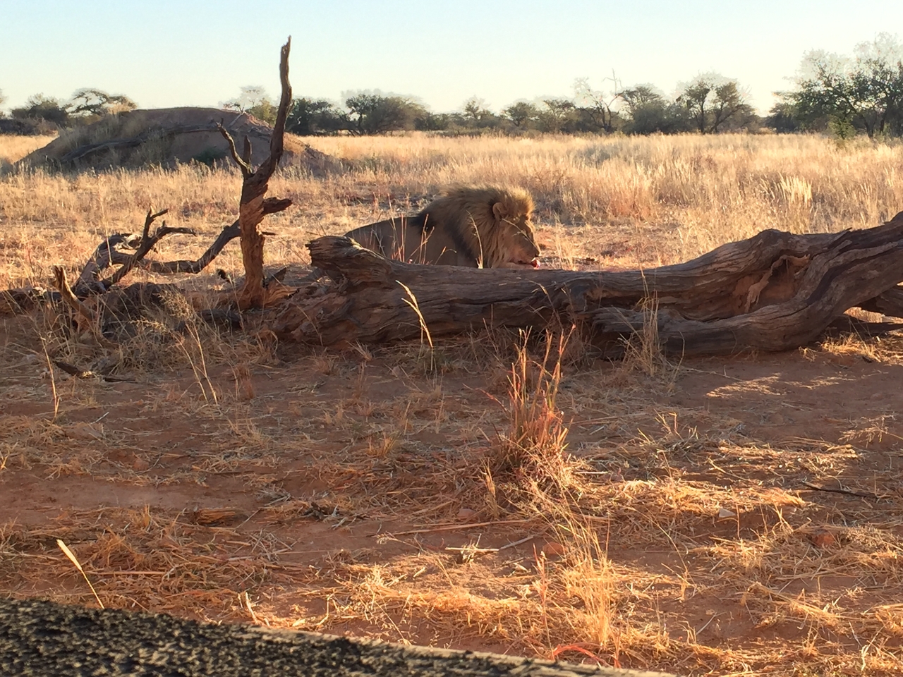 [9436] 2016_06_23_16_46_25_Africa_iPhone_6_IMG_8005_00005.jpg