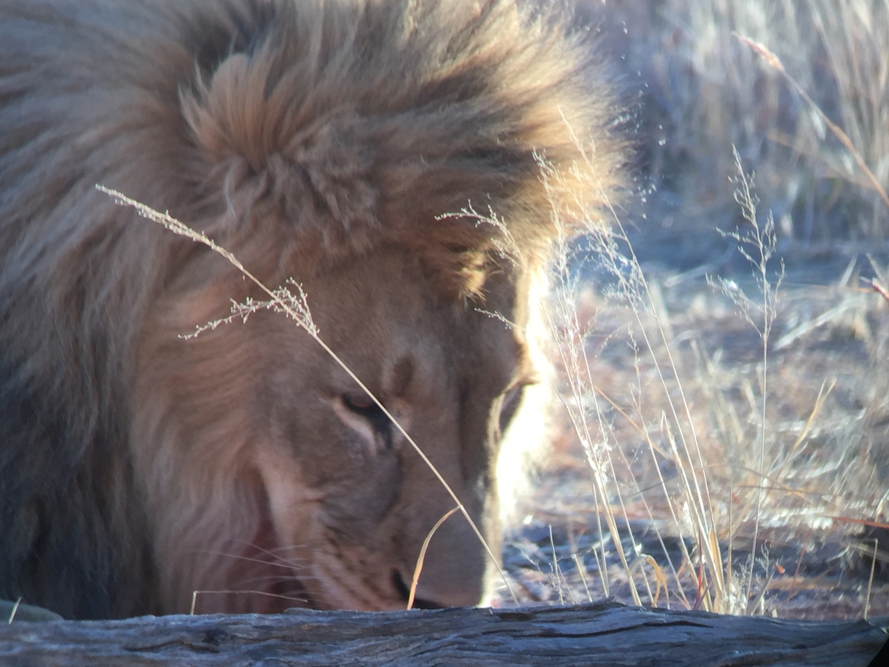 [9441] 2016_06_23_16_50_56_Africa_iPhone_6_IMG_8006_02929.jpg