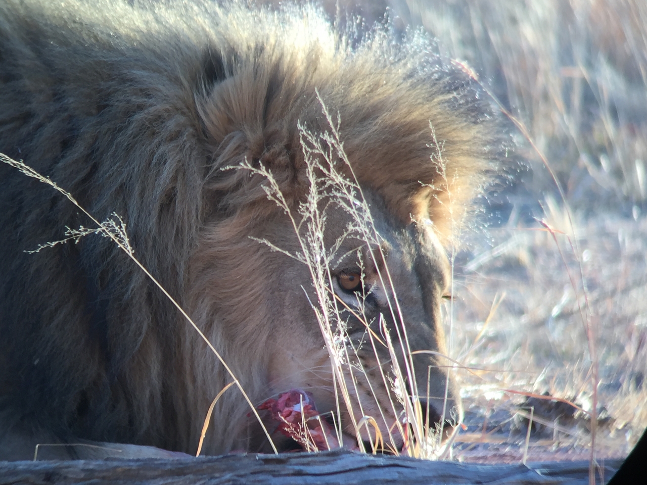 [9446] 2016_06_23_16_51_16_Africa_iPhone_6_IMG_8008_00590.jpg