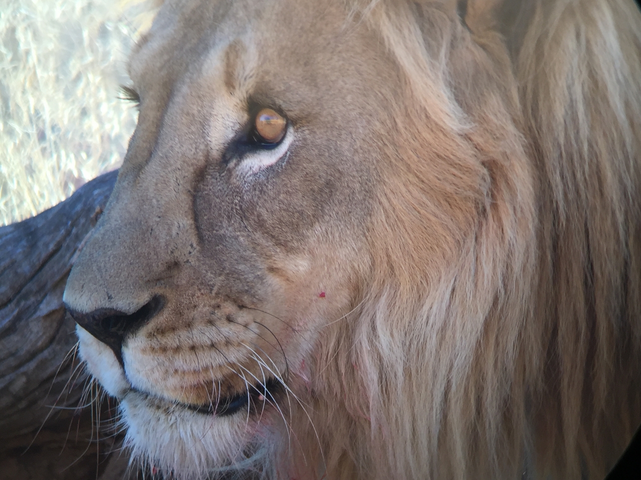 [9474] 2016_06_23_16_53_15_Africa_iPhone_6_IMG_8017_02940.jpg