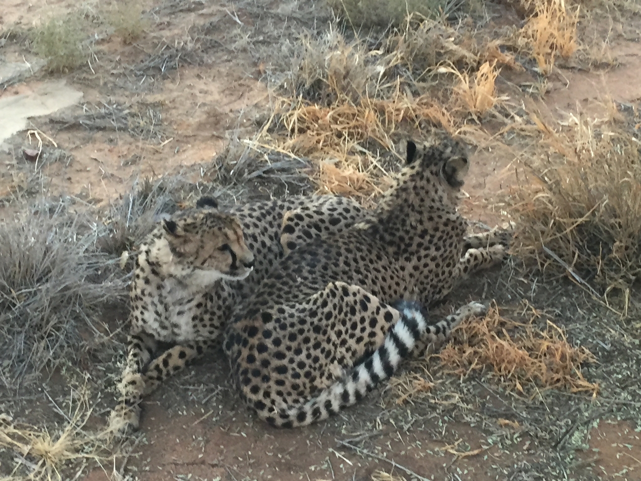 [9531] 2016_06_23_17_27_01_Africa_iPhone_6_IMG_8027_00026.jpg