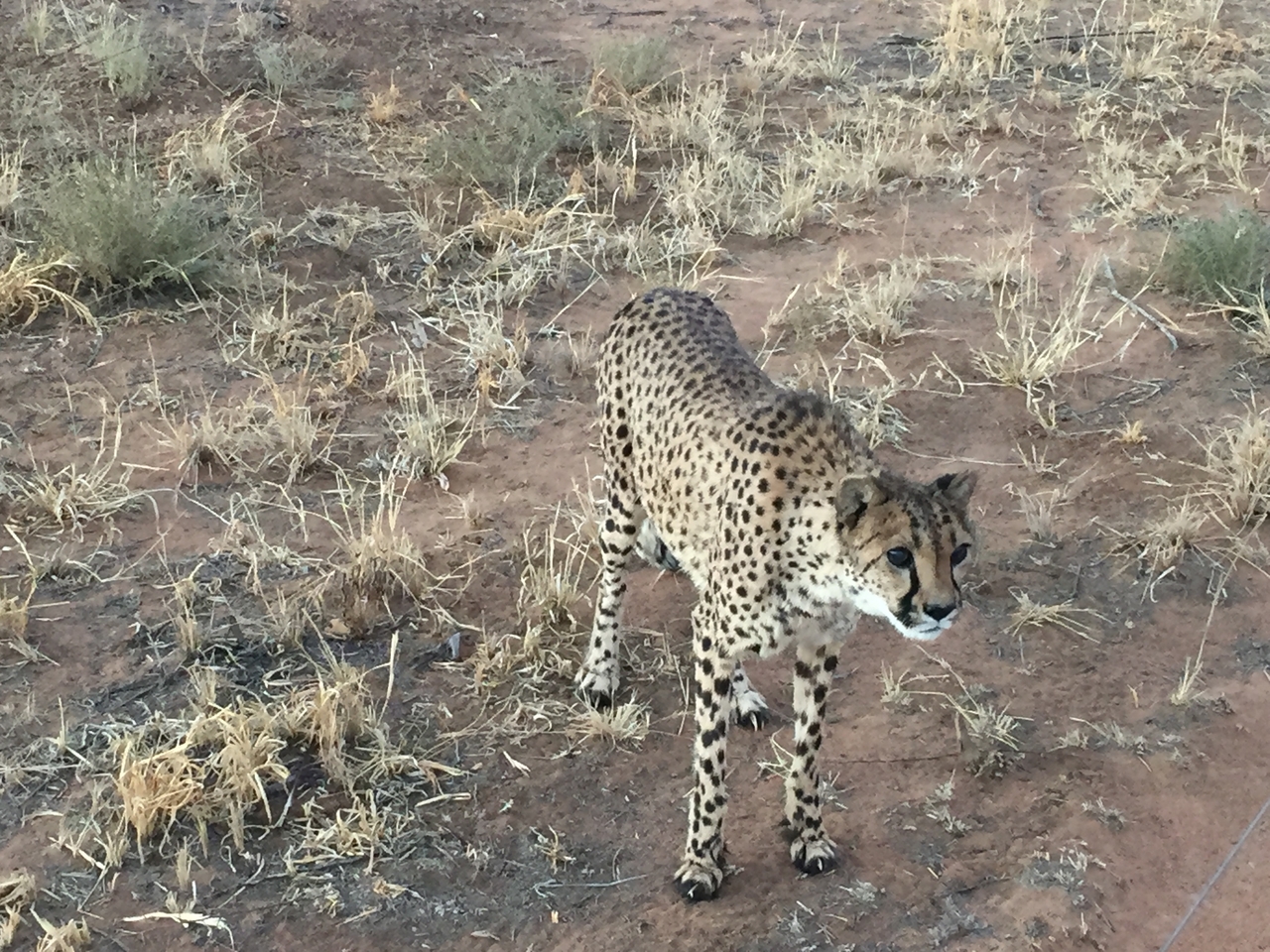 [9536] 2016_06_23_17_27_33_Africa_iPhone_6_IMG_8028_02950.jpg