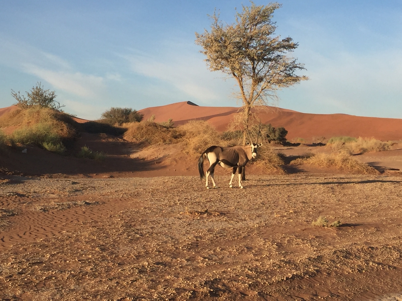 [15515] 2016_06_25_07_28_56_Africa_iPhone_6_IMG_8167_03079.jpg