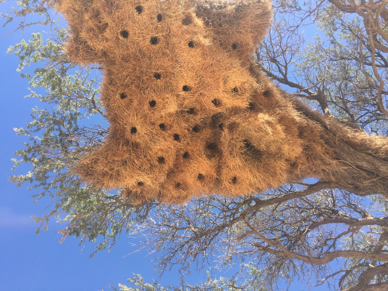 [16482] 2016_06_26_11_17_55_Africa_iPhone_6_IMG_8365_00913.jpg