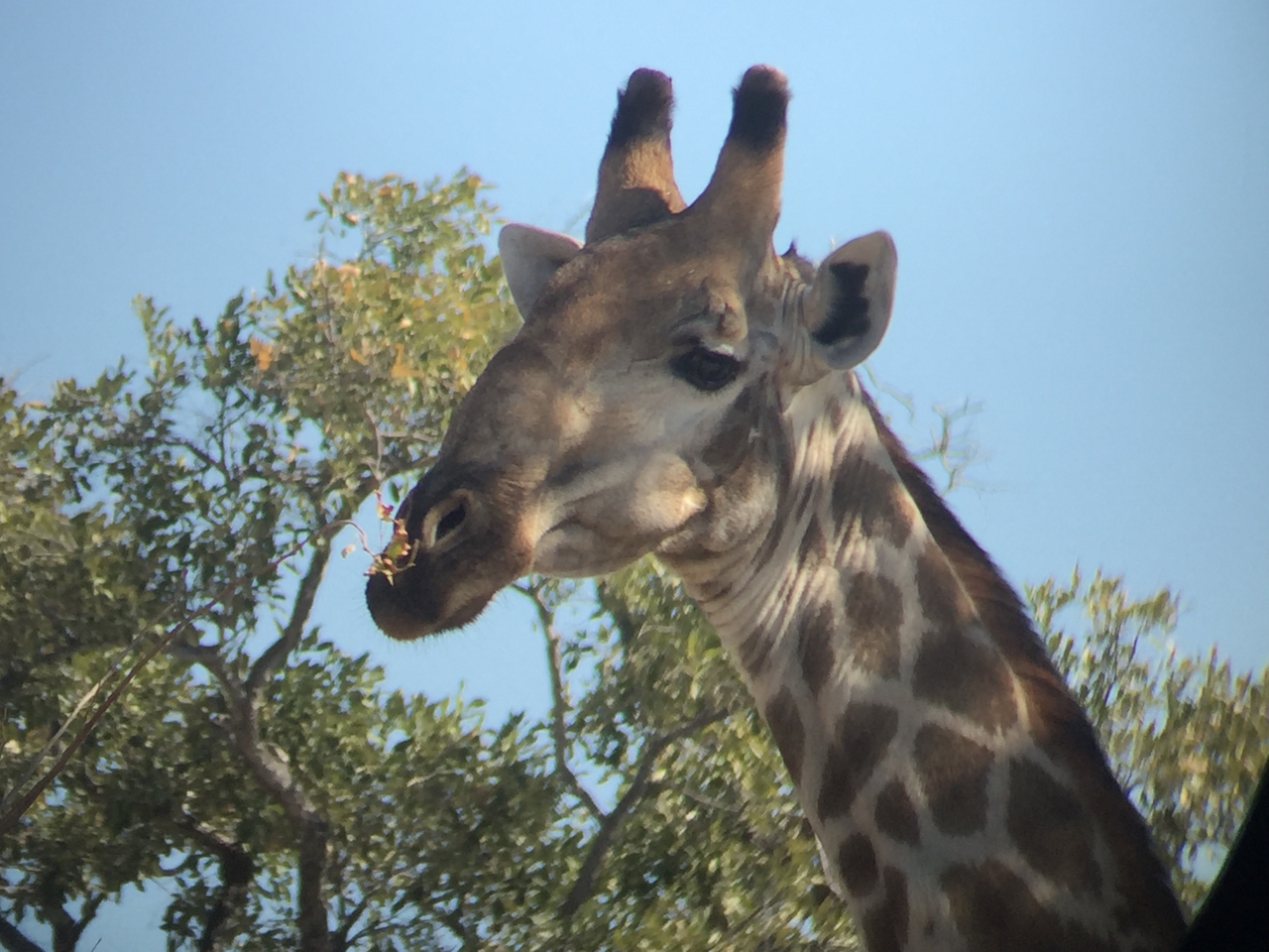 [17268] 2016_06_27_13_55_27_Africa_iPhone_6_IMG_8444_00402.jpg