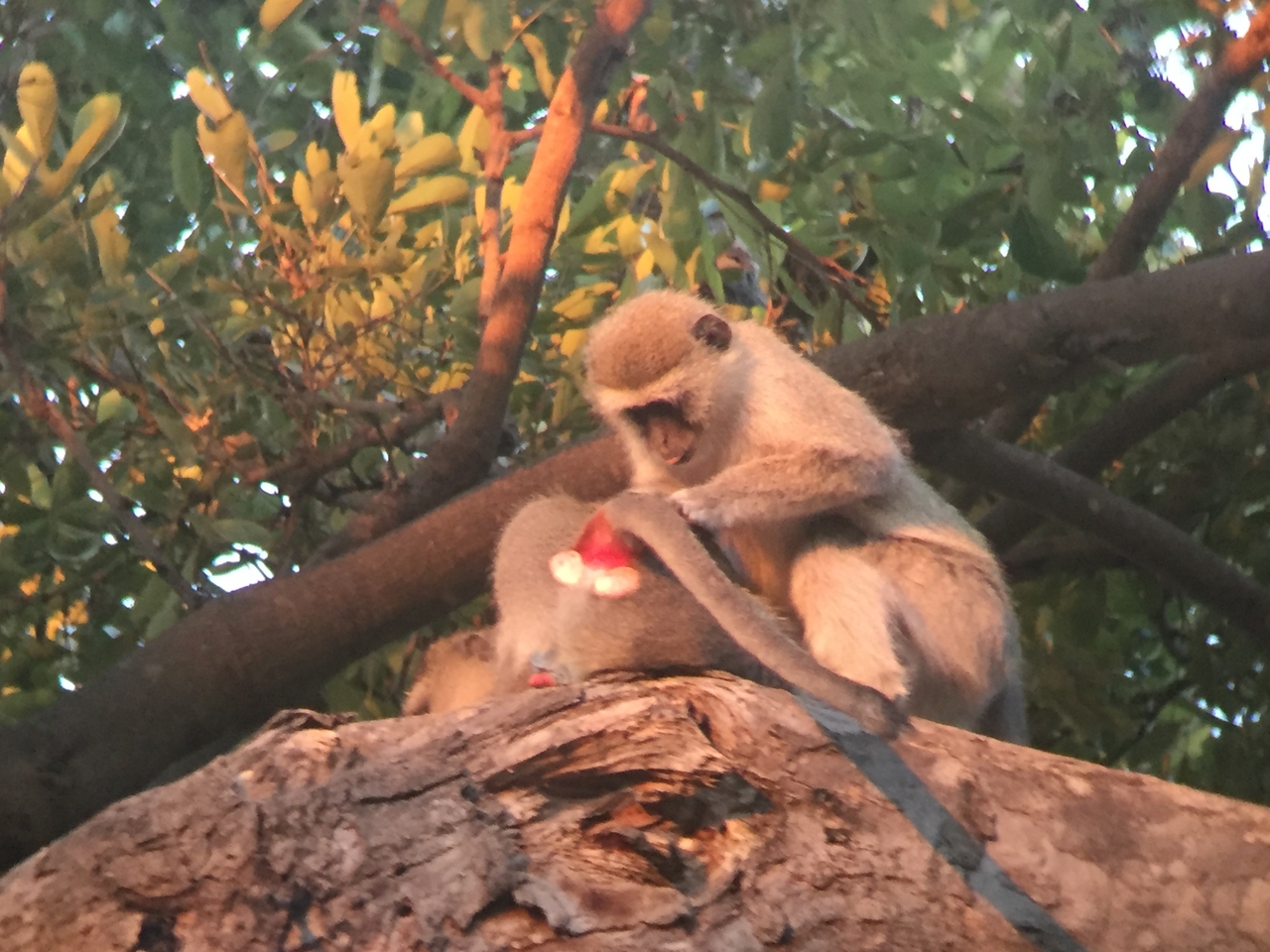 [19810] 2016_06_28_07_08_50_Africa_iPhone_6_IMG_8462_00420.jpg