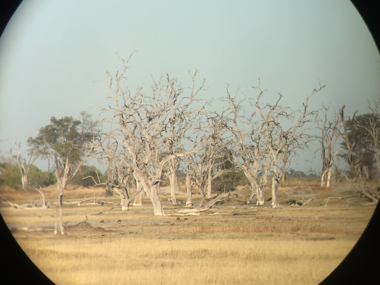 [19852] 2016_06_28_07_50_19_Africa_iPhone_6_IMG_8473_01013.jpg