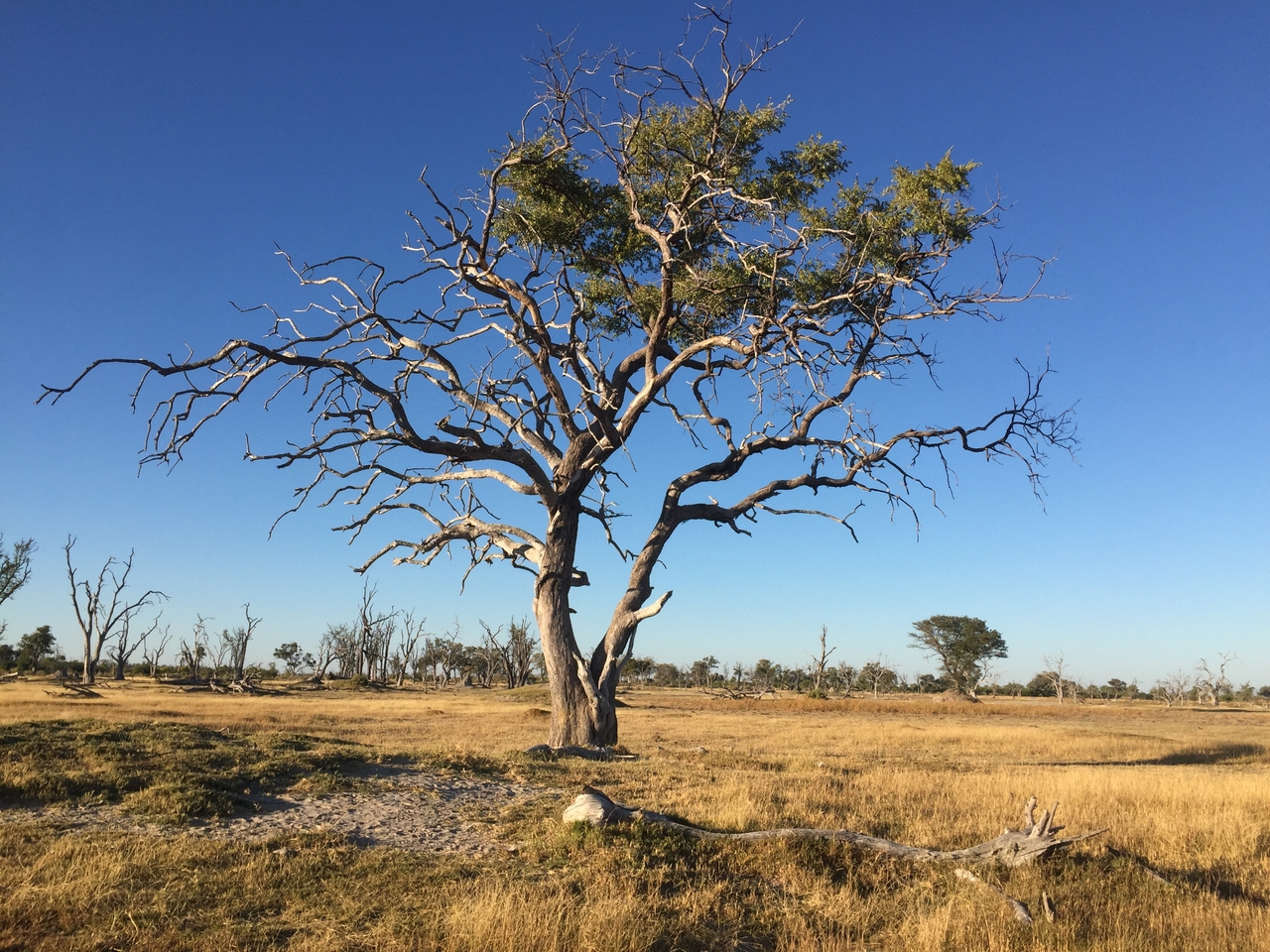 [19857] 2016_06_28_07_52_22_Africa_iPhone_6_IMG_8475_00433.jpg