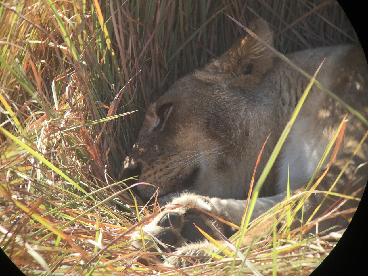 [19951] 2016_06_28_10_16_46_Africa_iPhone_6_IMG_8500_01040.jpg