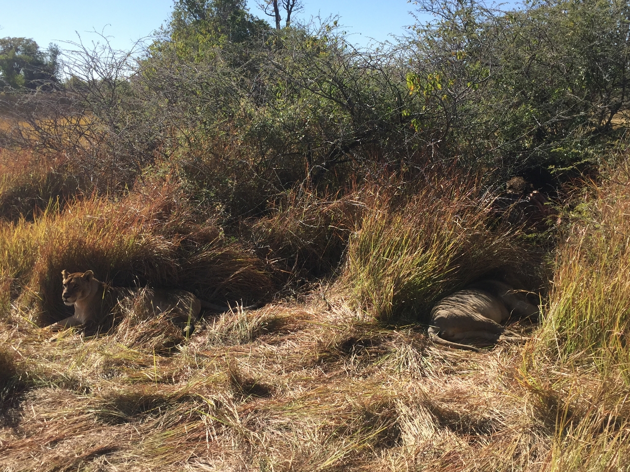 [19962] 2016_06_28_10_18_01_Africa_iPhone_6_IMG_8504_00462.jpg