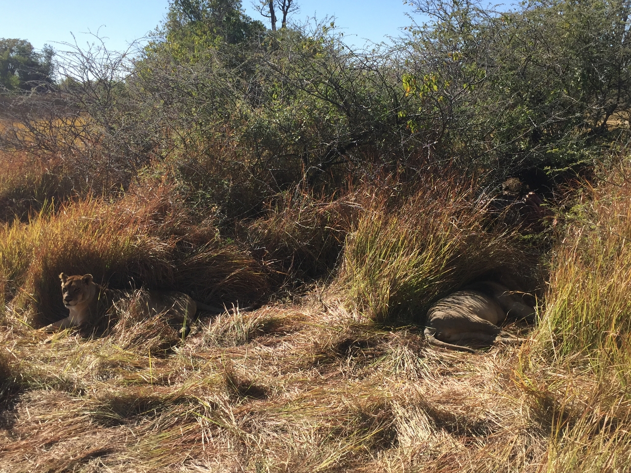 [19966] 2016_06_28_10_18_02_Africa_iPhone_6_IMG_8505_01045.jpg