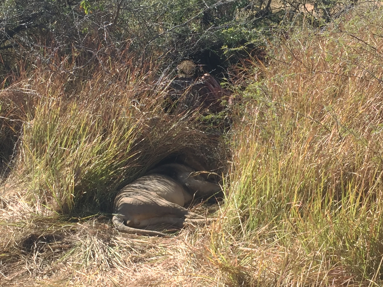 [19968] 2016_06_28_10_20_32_Africa_iPhone_6_IMG_8506_00464.jpg