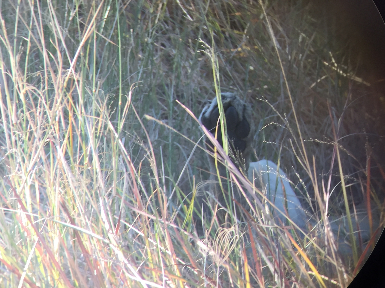 [20409] 2016_06_28_16_50_21_Africa_iPhone_6_IMG_8533_01065.jpg