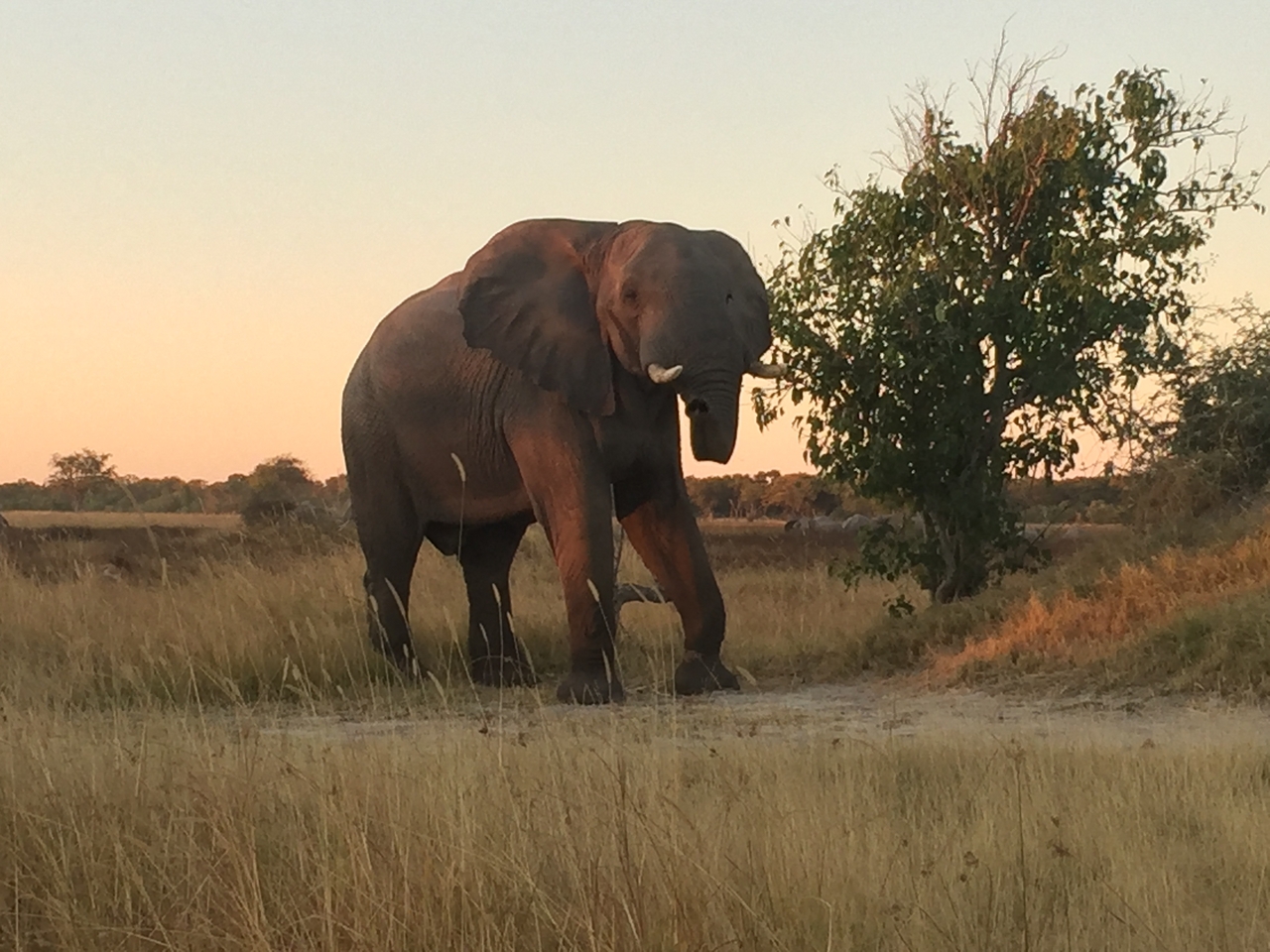 [20430] 2016_06_28_17_51_56_Africa_iPhone_6_IMG_8541_01072.jpg
