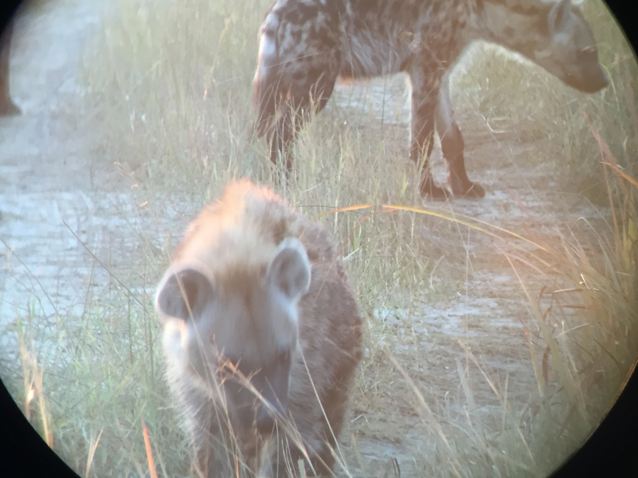 [22222] 2016_06_29_17_48_02_Africa_iPhone_6_IMG_8563_01091.jpg