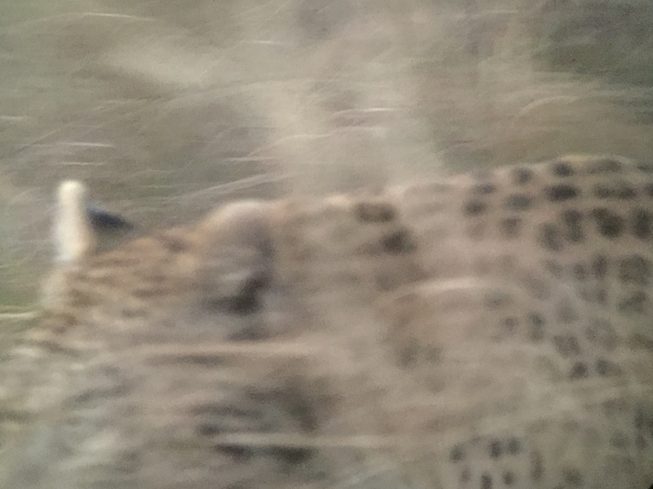 [22257] 2016_06_29_18_13_35_Africa_iPhone_6_IMG_8574_00519.jpg