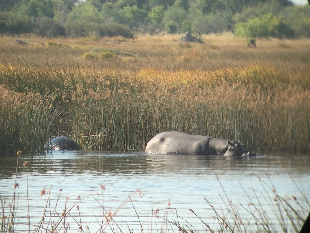 [25799] 2016_06_30_15_18_31_Africa_iPhone_6_IMG_8595_01119.jpg