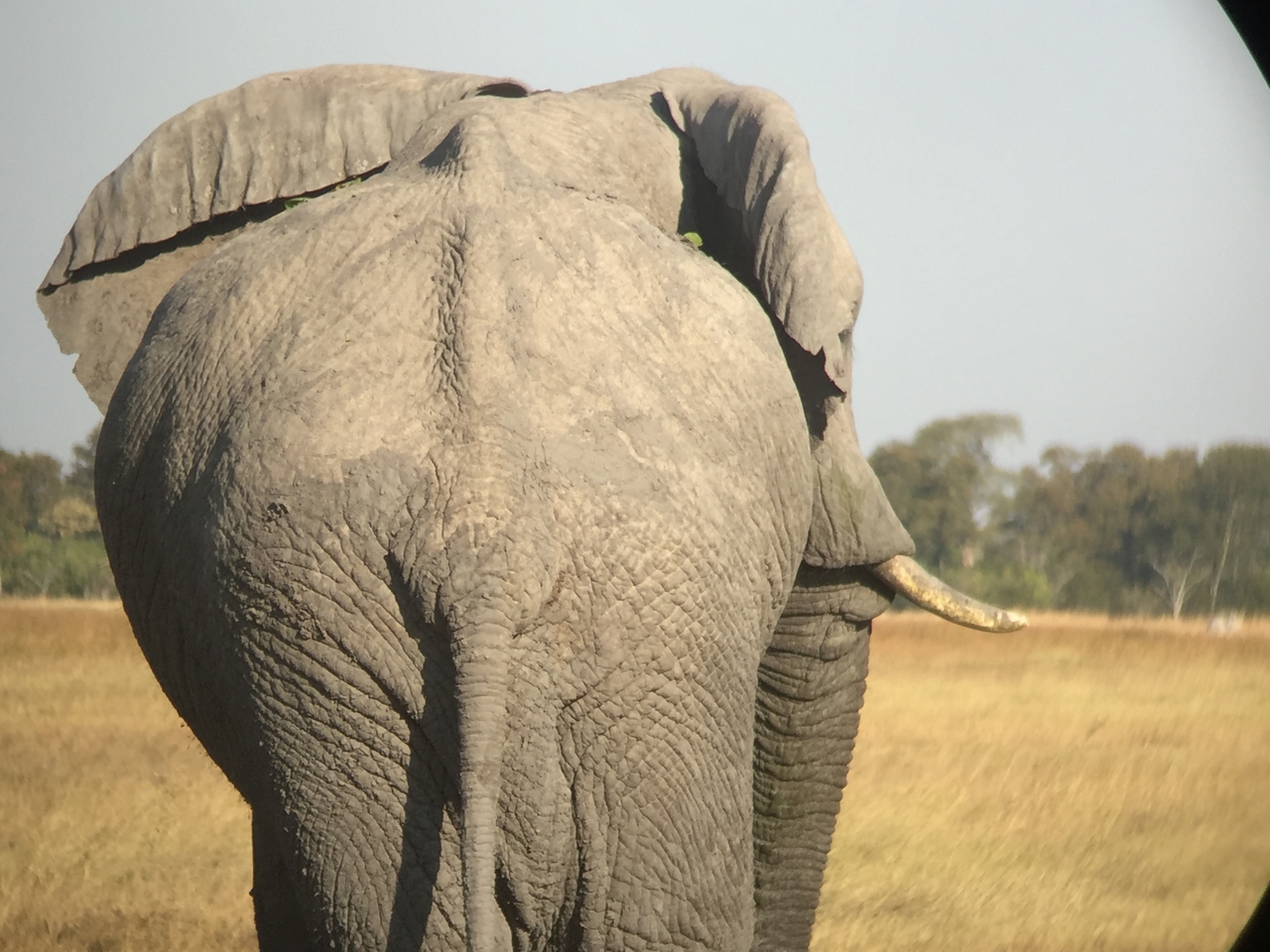 [25860] 2016_06_30_16_04_21_Africa_iPhone_6_IMG_8598_01121.jpg