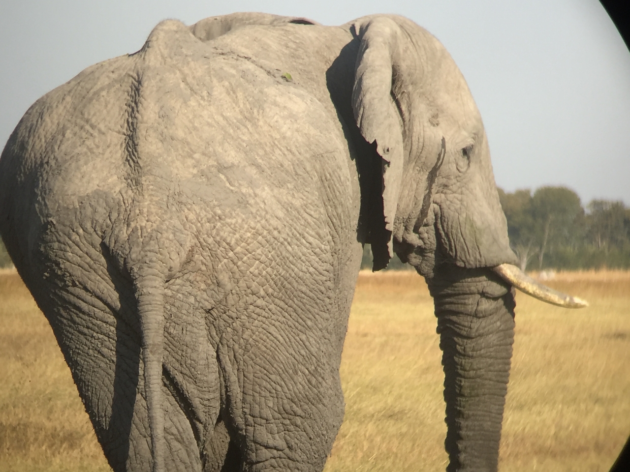 [25866] 2016_06_30_16_04_23_Africa_iPhone_6_IMG_8599_01122.jpg