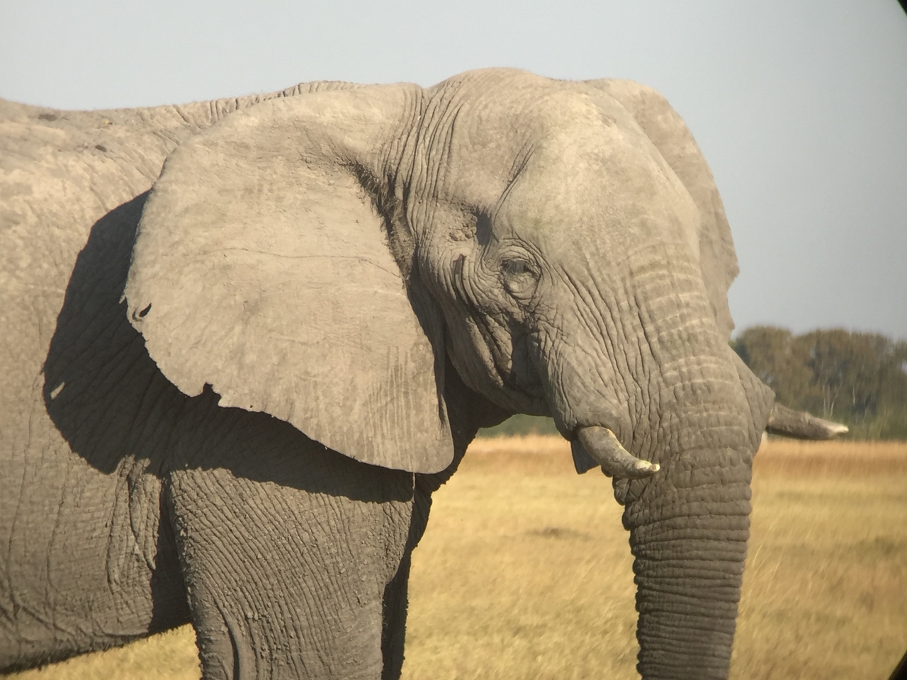 [25877] 2016_06_30_16_04_28_Africa_iPhone_6_IMG_8600_00541.jpg