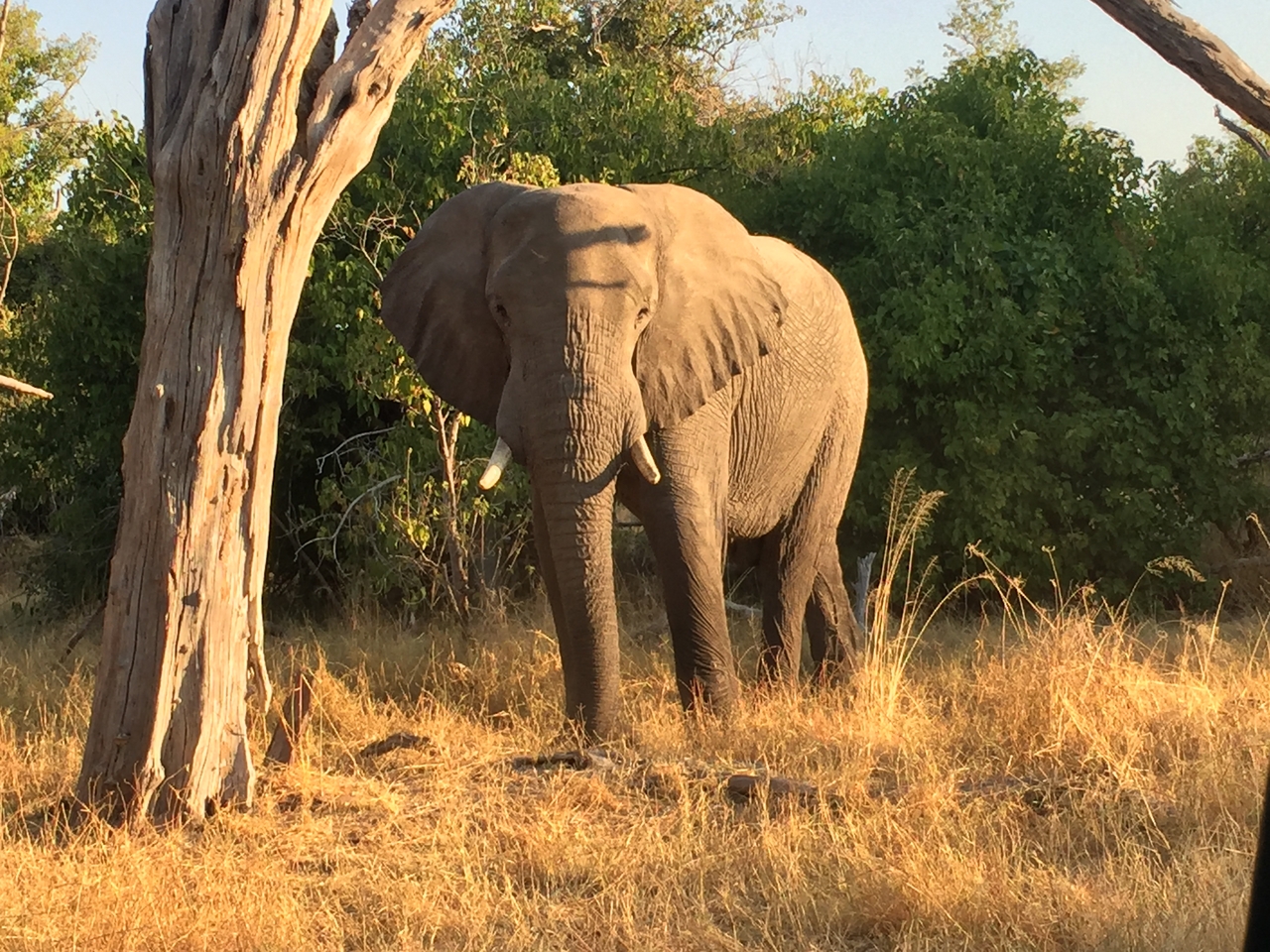 [26631] 2016_06_30_17_01_22_Africa_iPhone_6_IMG_8612_00552.jpg