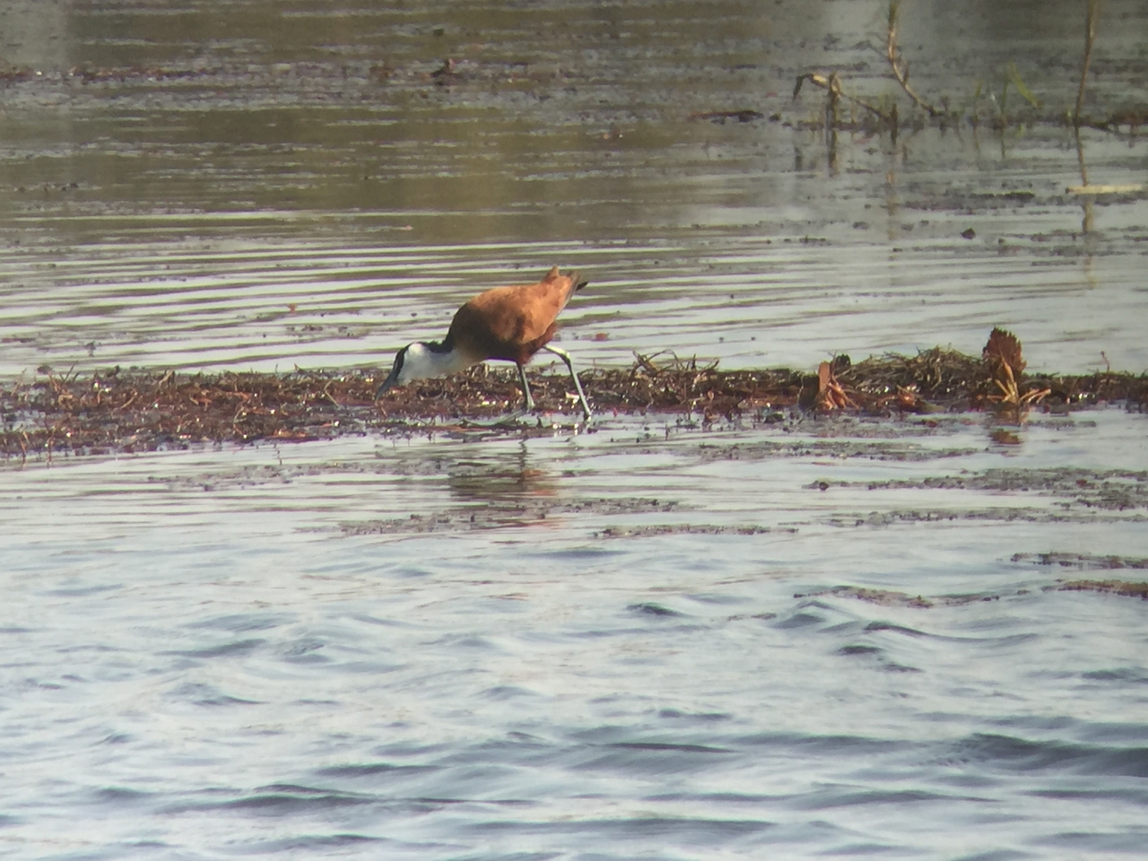 [26945] 2016_07_01_10_12_14_Africa_iPhone_6_IMG_8637_01154.jpg