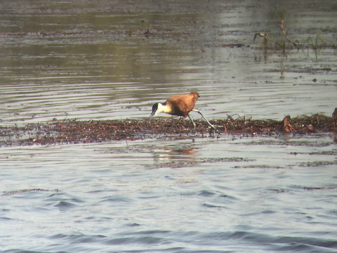 [26949] 2016_07_01_10_12_15_Africa_iPhone_6_IMG_8638_03496.jpg