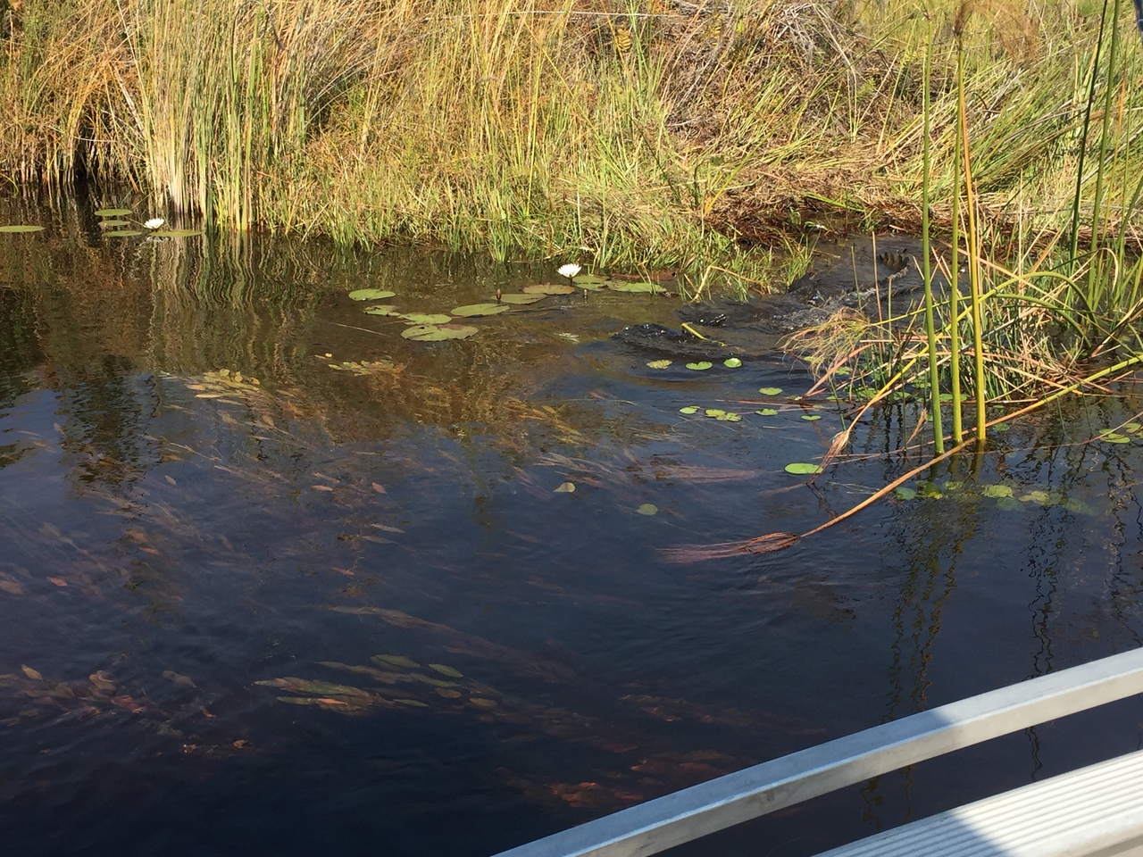 [27011] 2016_07_01_11_55_07_Africa_iPhone_6_IMG_8641_01158.jpg