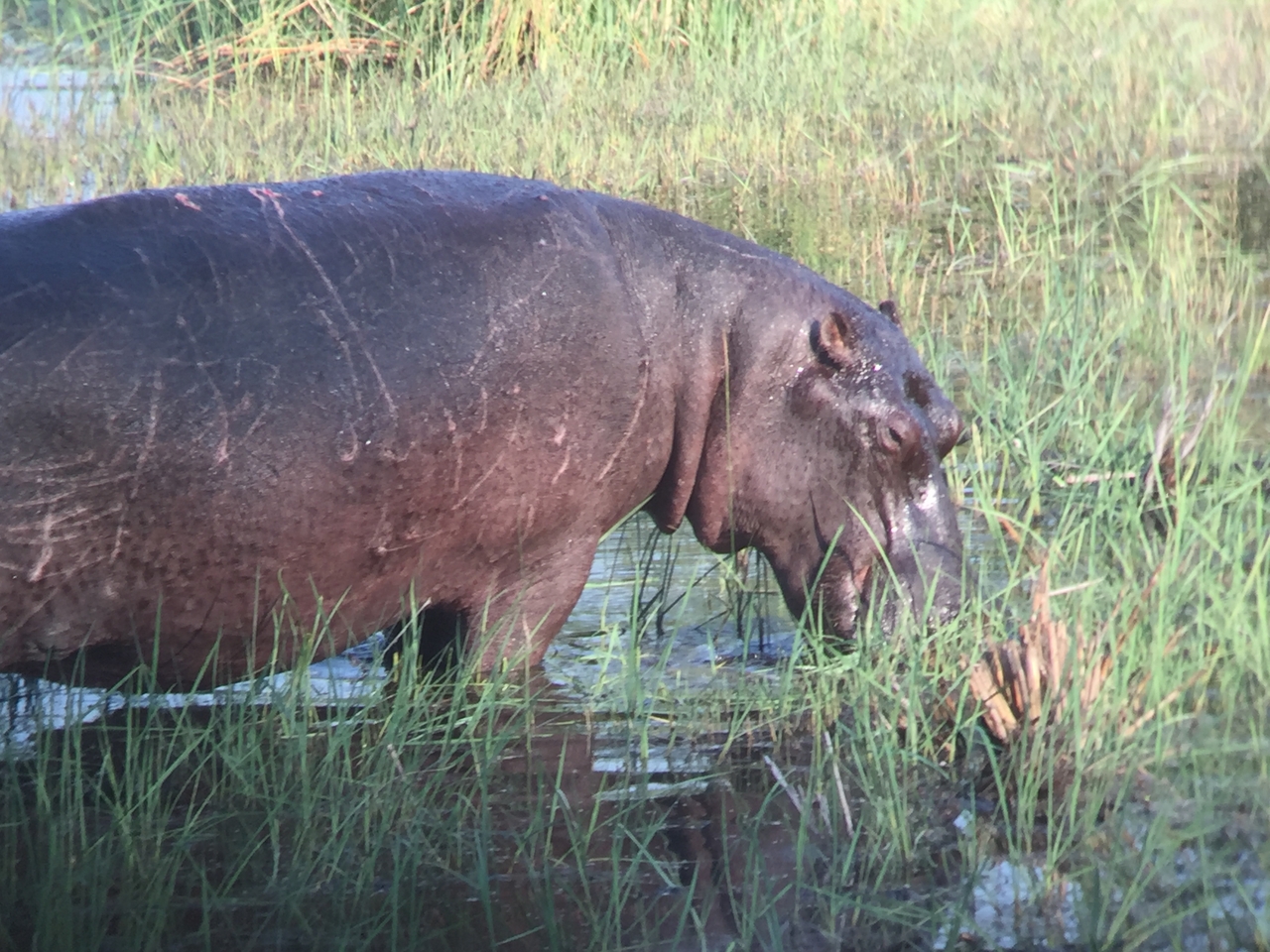 [27943] 2016_07_02_08_42_23_Africa_iPhone_6_IMG_8726_01232.jpg