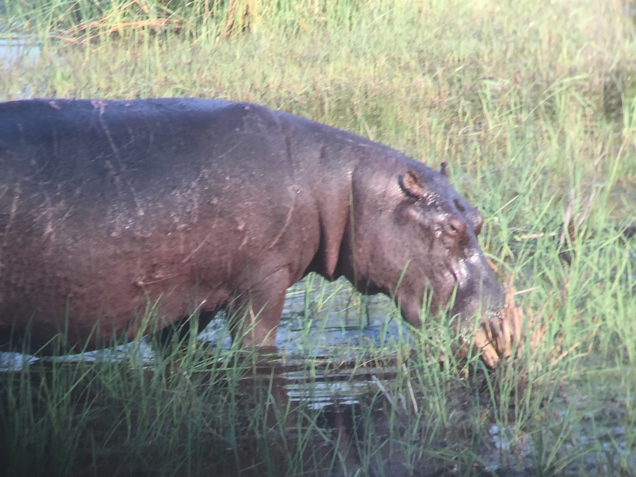 [27946] 2016_07_02_08_42_29_Africa_iPhone_6_IMG_8727_01233.jpg