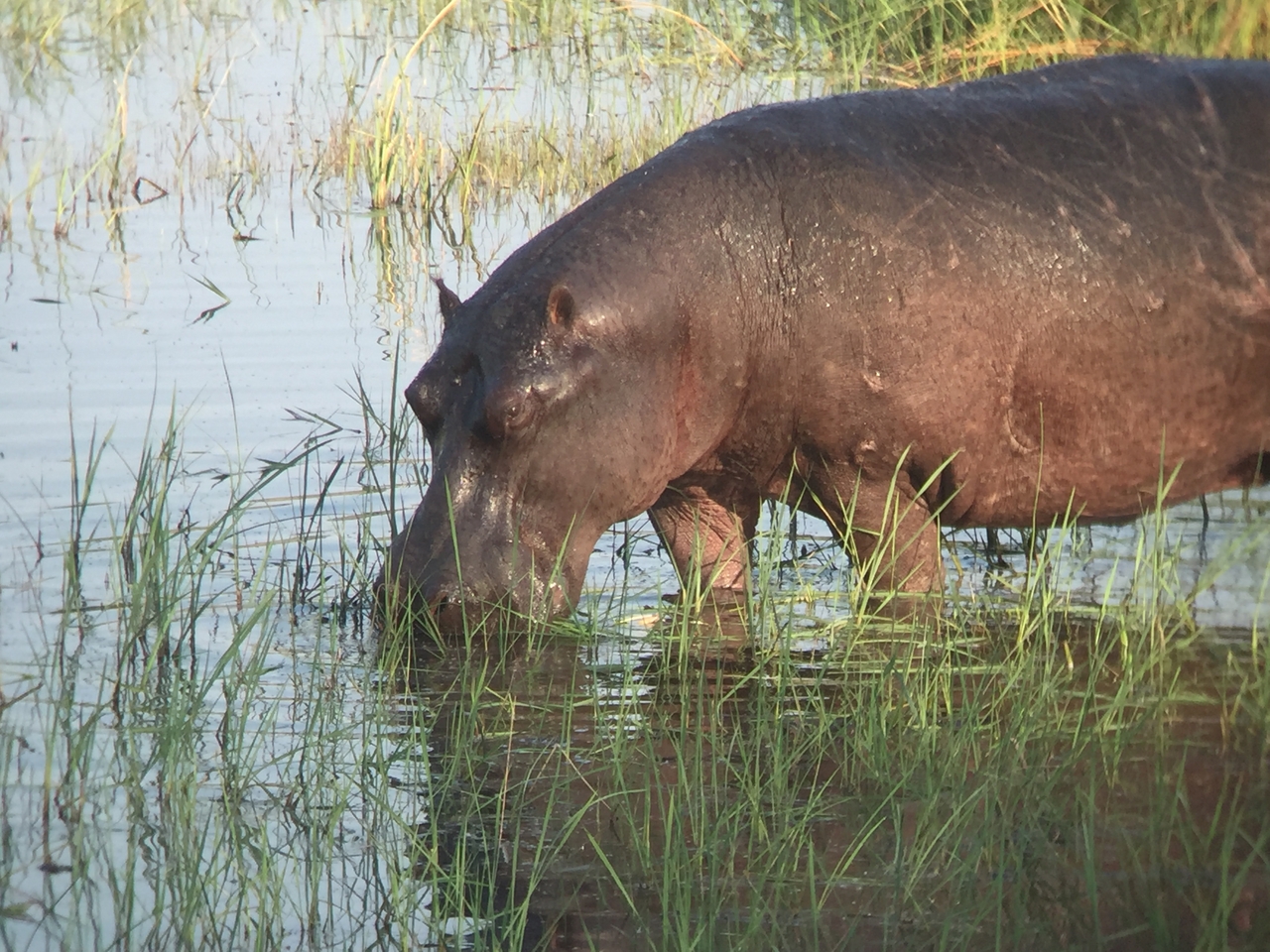 [27969] 2016_07_02_08_45_02_Africa_iPhone_6_IMG_8735_00659.jpg