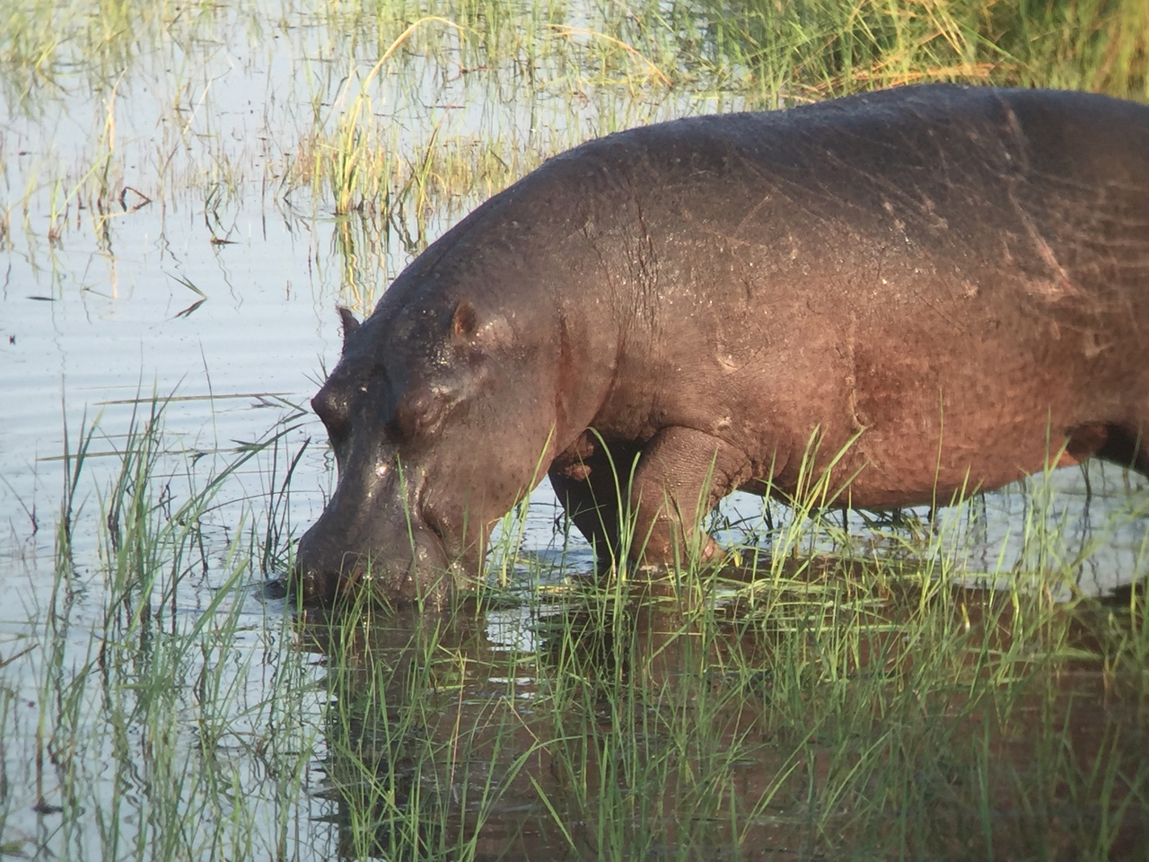 [27972] 2016_07_02_08_45_06_Africa_iPhone_6_IMG_8736_00660.jpg