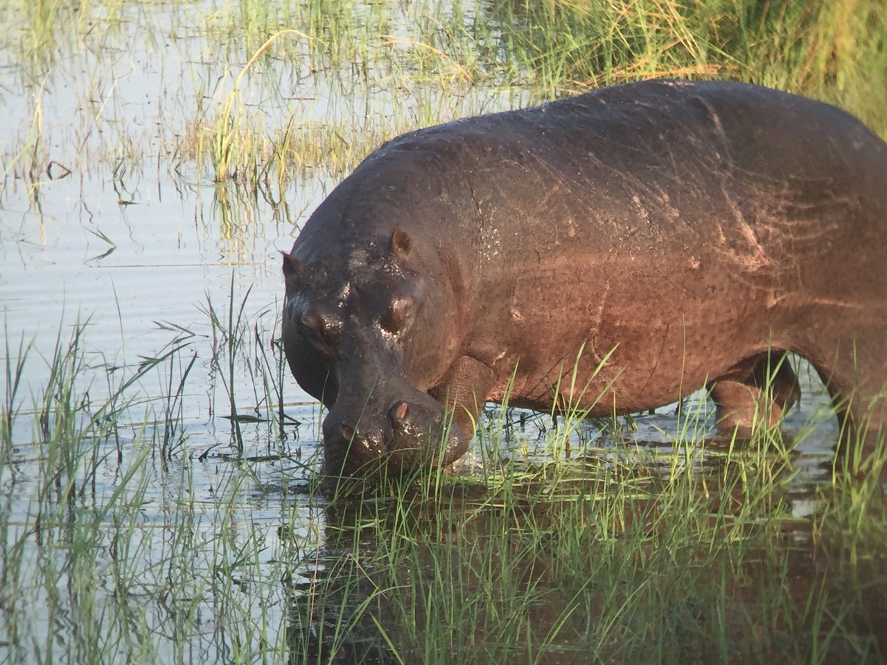 [27976] 2016_07_02_08_45_08_Africa_iPhone_6_IMG_8737_01243.jpg