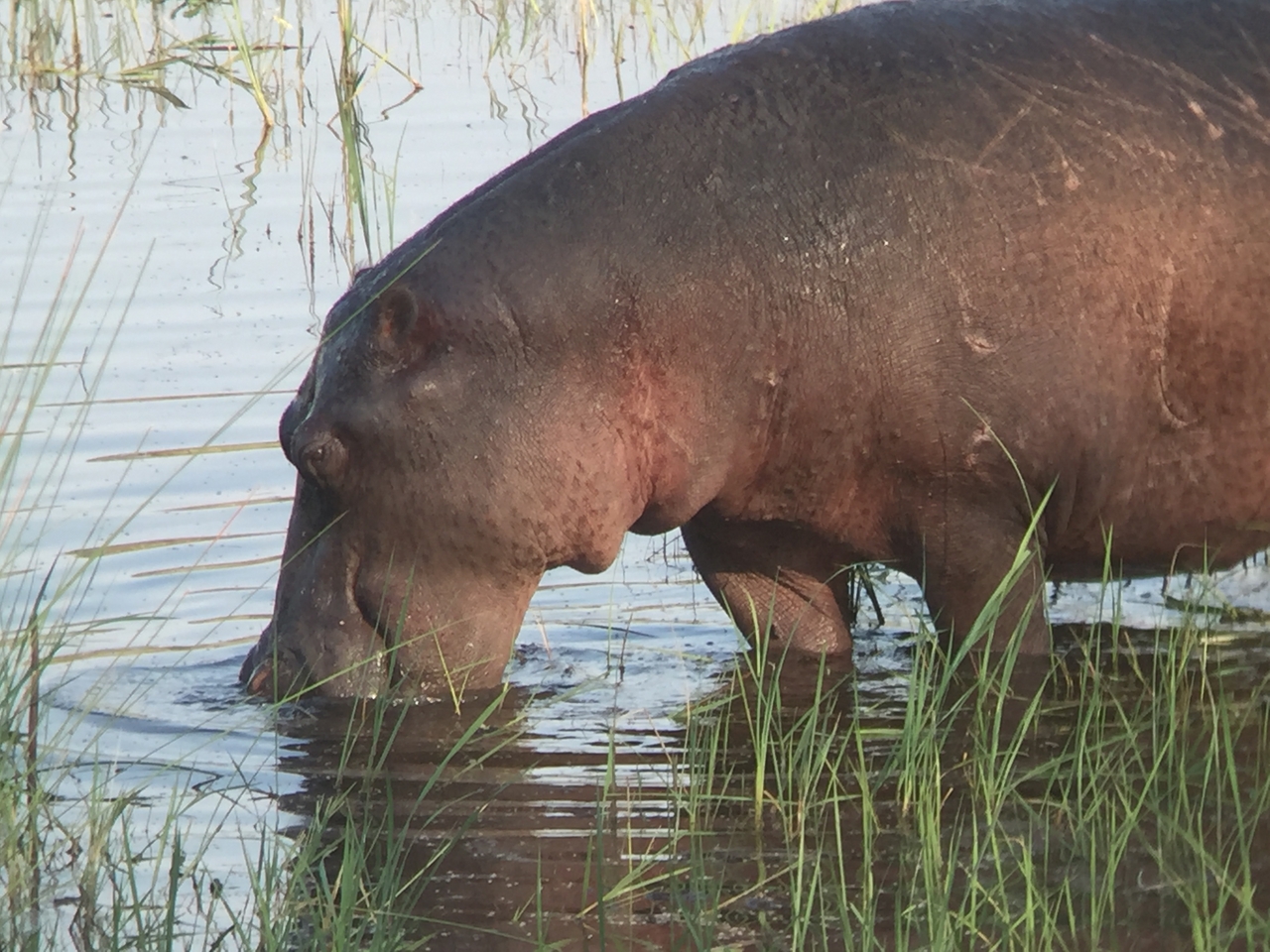 [27990] 2016_07_02_08_45_27_Africa_iPhone_6_IMG_8742_00666.jpg