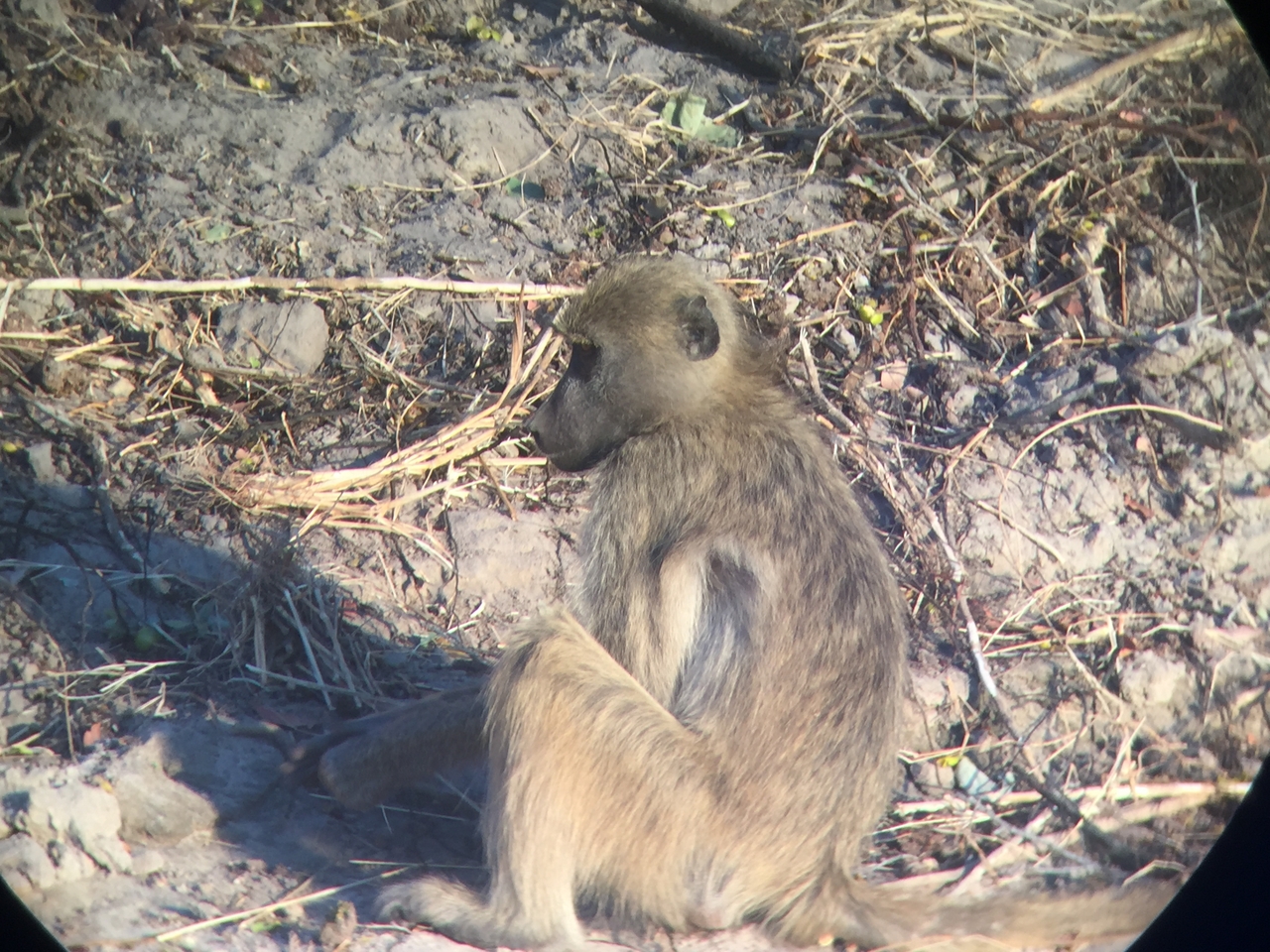 [34335] 2016_07_04_17_25_46_Africa_iPhone_6_IMG_9015_00008.jpg